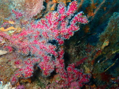 Image of Alcyonium coralloides
