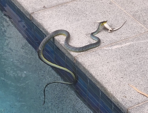 Common Tree Snake sighting