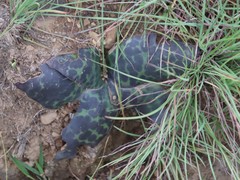 Ledebouria ovatifolia ovatifolia