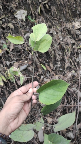 conch apple (Passiflora maliformis)