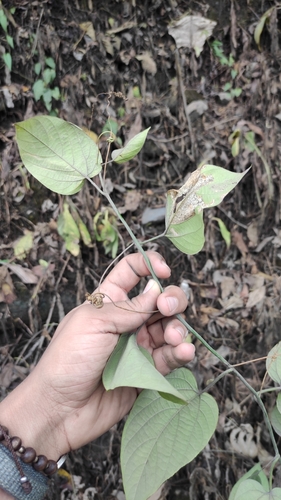 Passiflora maliformis, photograph 2
