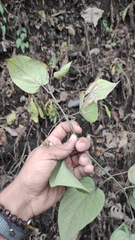 Passiflora maliformis, photograph (c) Miguel José Lengua Hernández, some rights reserved (CC BY)