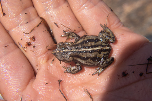Colombian Beaked Toad, Rhinella nicefori