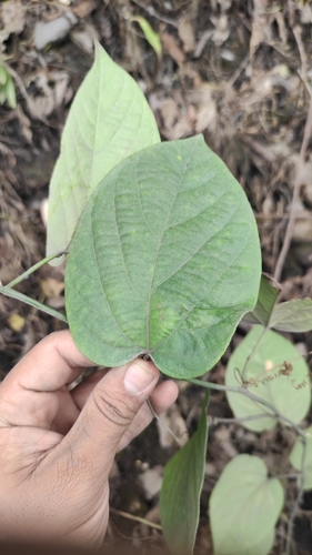 Image of Passiflora maliformis by (c) Miguel José Lengua Hernández, some rights reserved (CC BY)
