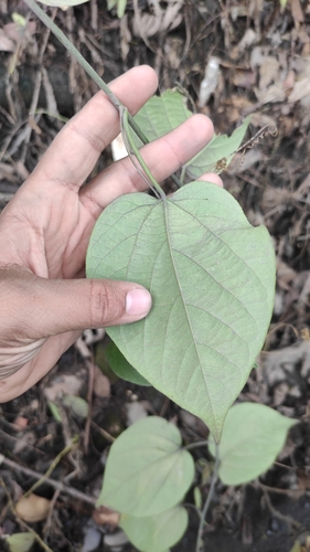 Passiflora maliformis, photograph 4