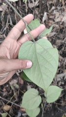 Passiflora maliformis, photograph (c) Miguel José Lengua Hernández, some rights reserved (CC BY)