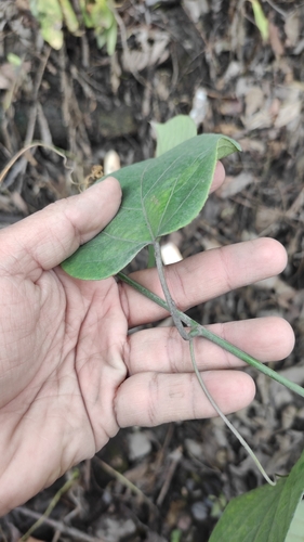 Image of Passiflora maliformis by (c) Miguel José Lengua Hernández, some rights reserved (CC BY)