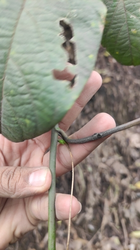 Image of Passiflora maliformis by (c) Miguel José Lengua Hernández, some rights reserved (CC BY)