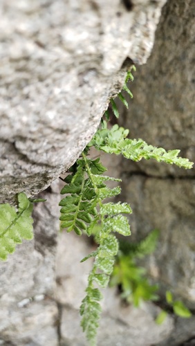 Korean woodsia (Woodsia subcordata)