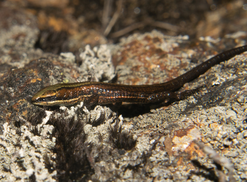 Pholidobolus paramuno