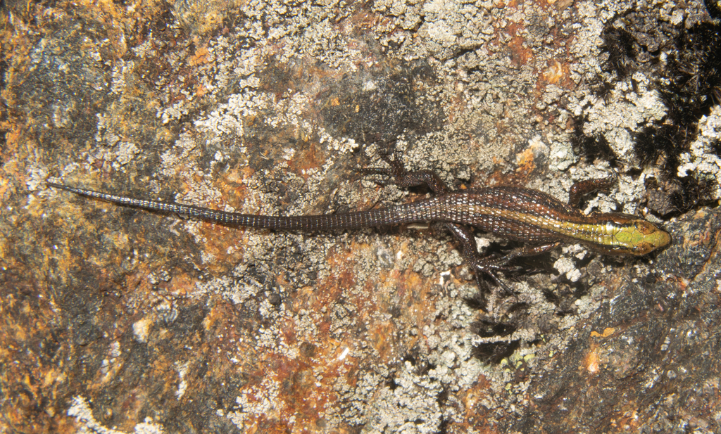 Pholidobolus paramuno