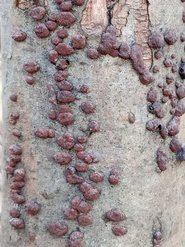 Hypoxylon fuscum nuotrauka