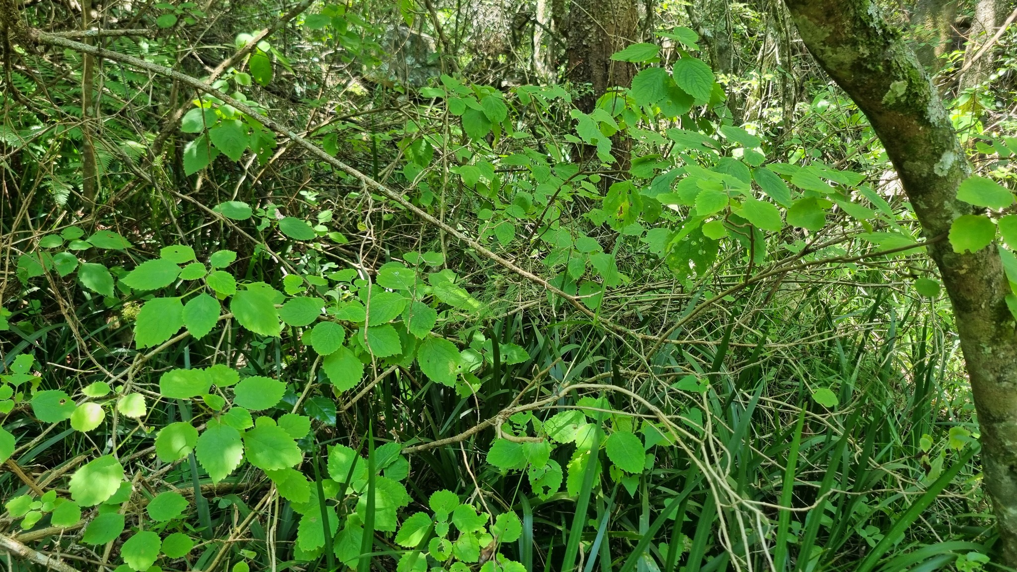 Imagem de Boldo-gambá