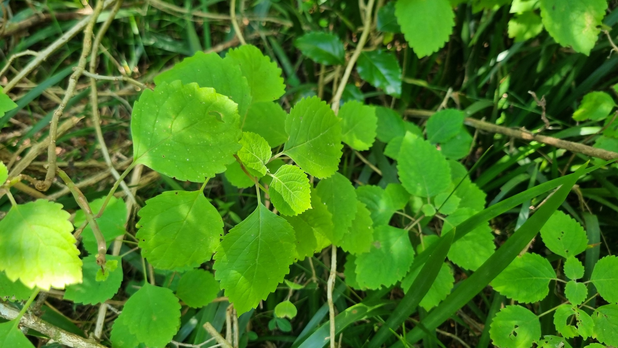Imagem de Boldo-gambá