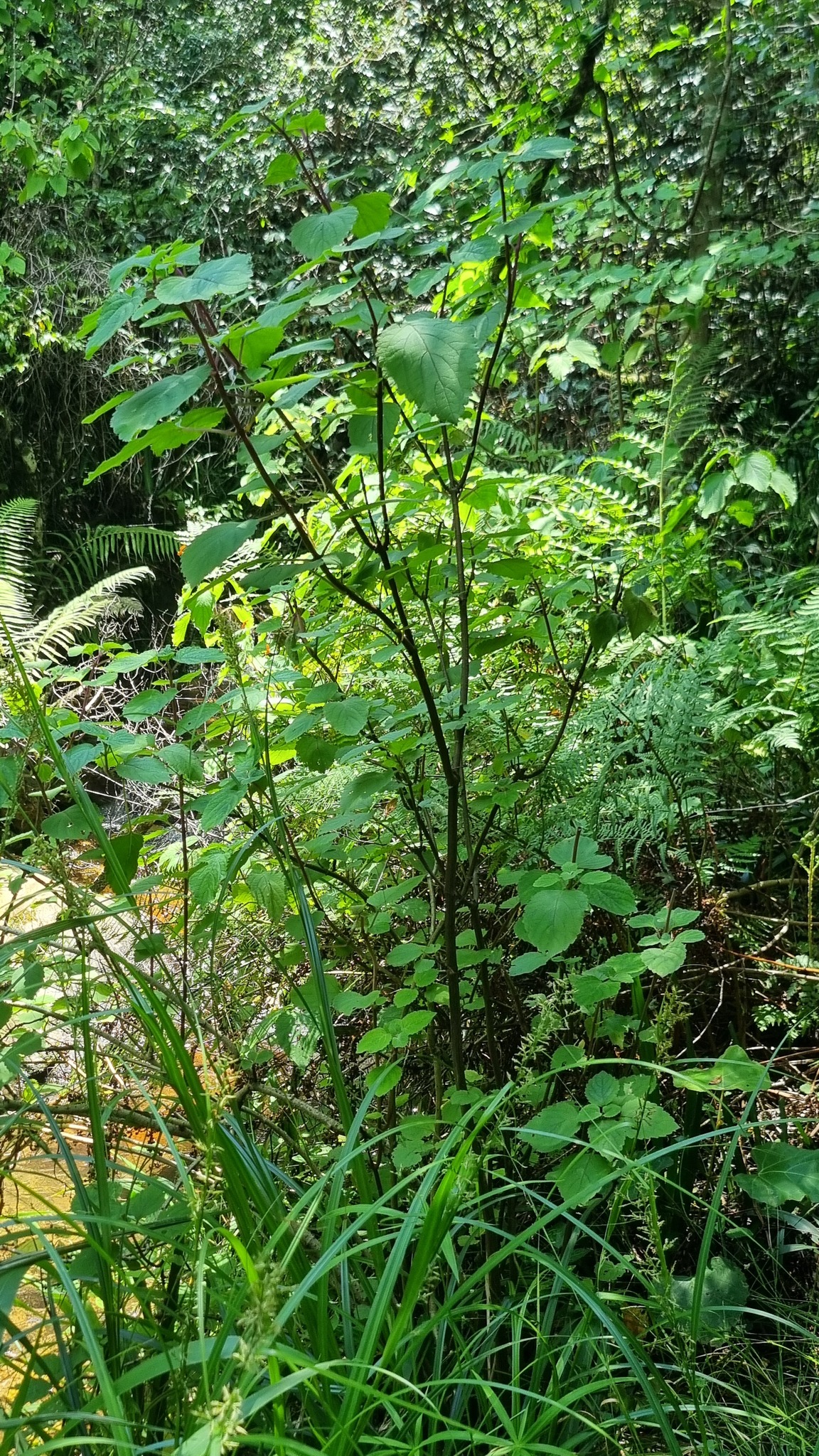 Imagem de Boldo-gambá