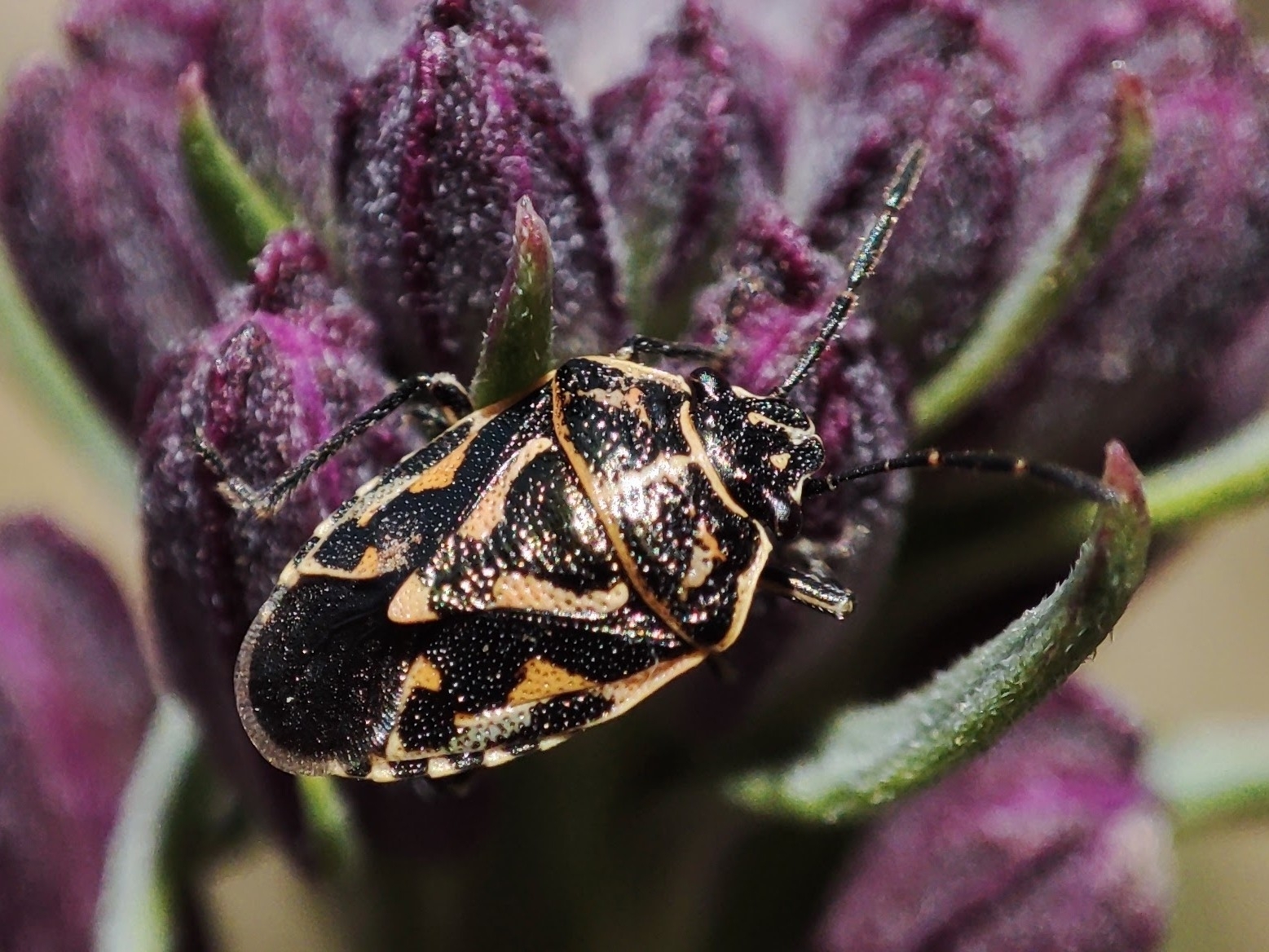 Eurydema lundbladi