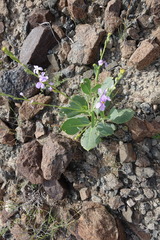 Physorhynchus chamaerapistrum