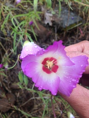 Clarkia gracilis albicaulis