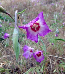 Clarkia gracilis albicaulis