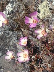 Clarkia gracilis albicaulis