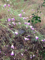 Clarkia gracilis albicaulis