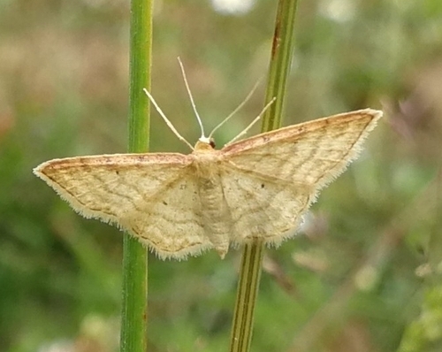 piadica suchomilná (Idaea humiliata)