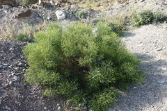 Ochradenus aucheri