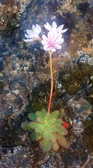 Lewisia