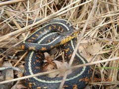 Thamnophis sirtalis concinnus