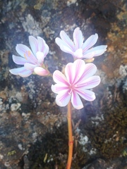 Lewisia