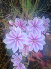 Lewisia