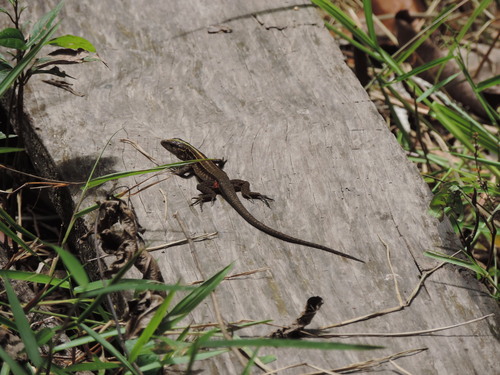 Cocha Whiptail, Kentropyx altamazonica