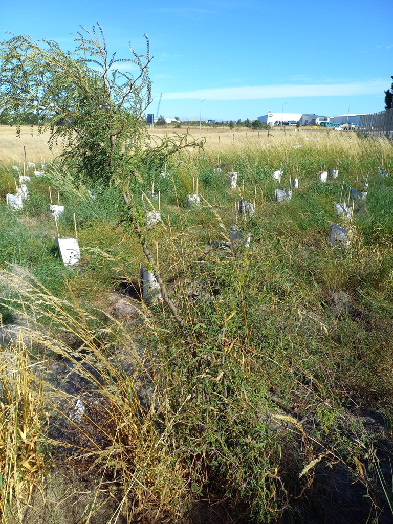 Smallleaved kowhai from Hornby, Christchurch, New Zealand on February