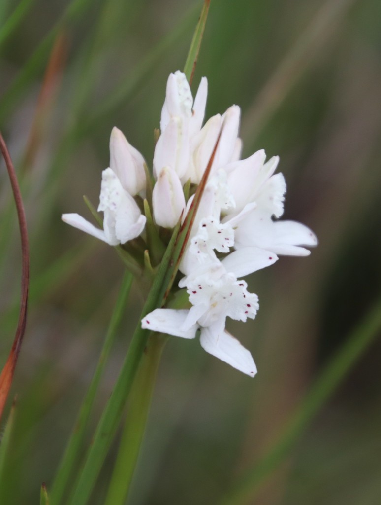 Brownleea galpinii