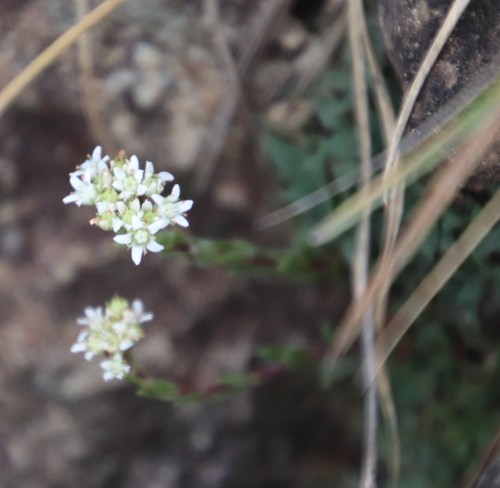 Crassula setulosa
