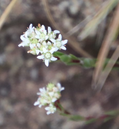 Crassula setulosa