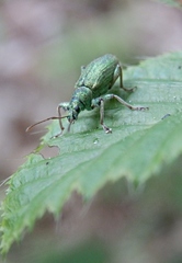 Phyllobius arborator