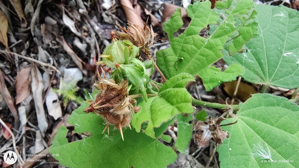 Pavonia horrida