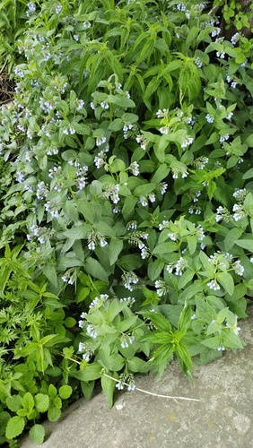Symphytum caucasicum