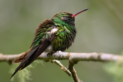 Hispaniolan Emerald photo 4