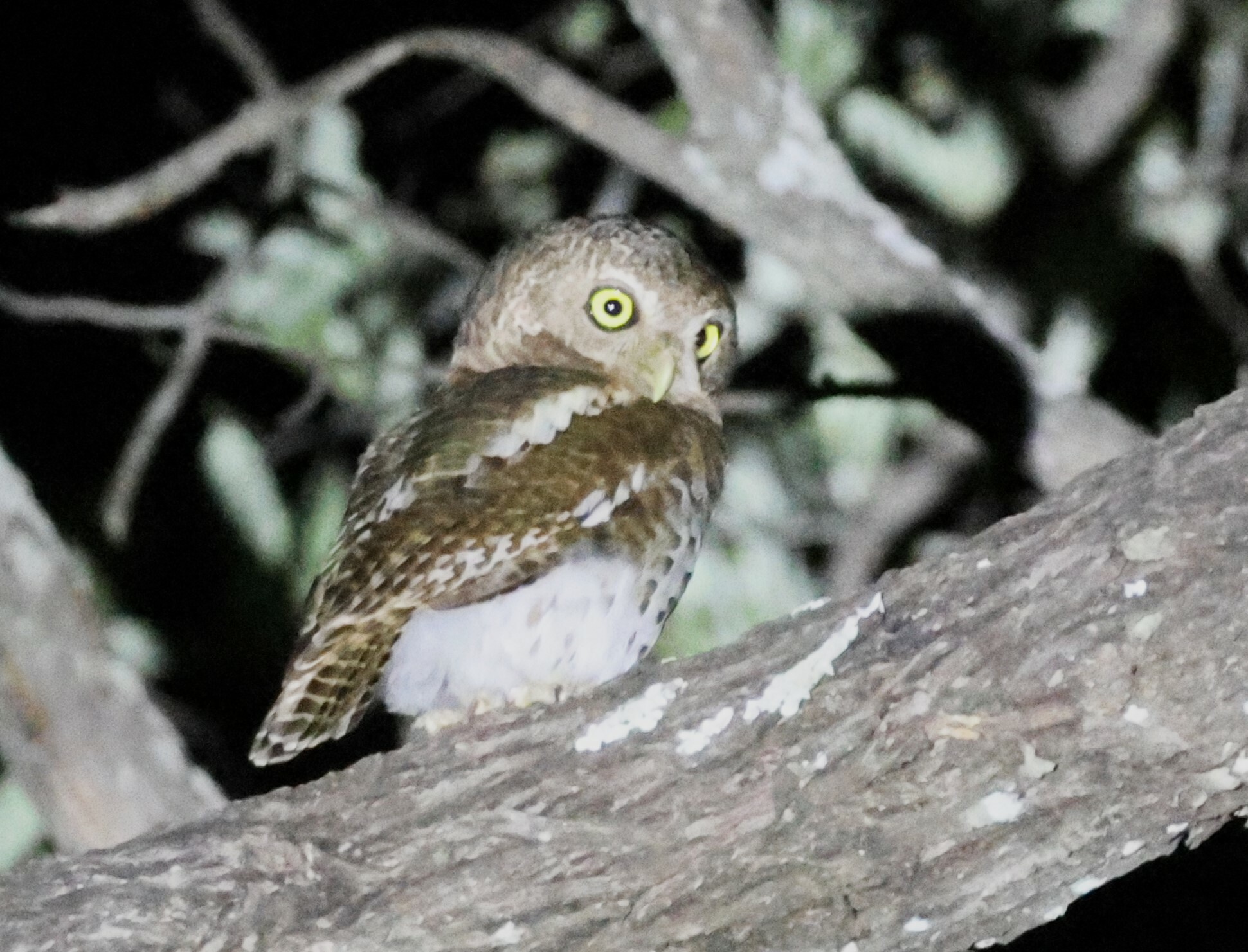 African Barred Owlet