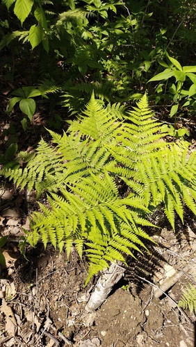 Athyrium yokoscense (Athyrium yokoscense)