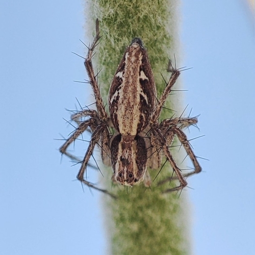 Oxyopes kraepelinorum