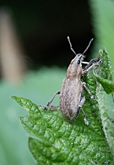 Tanymecus palliatus