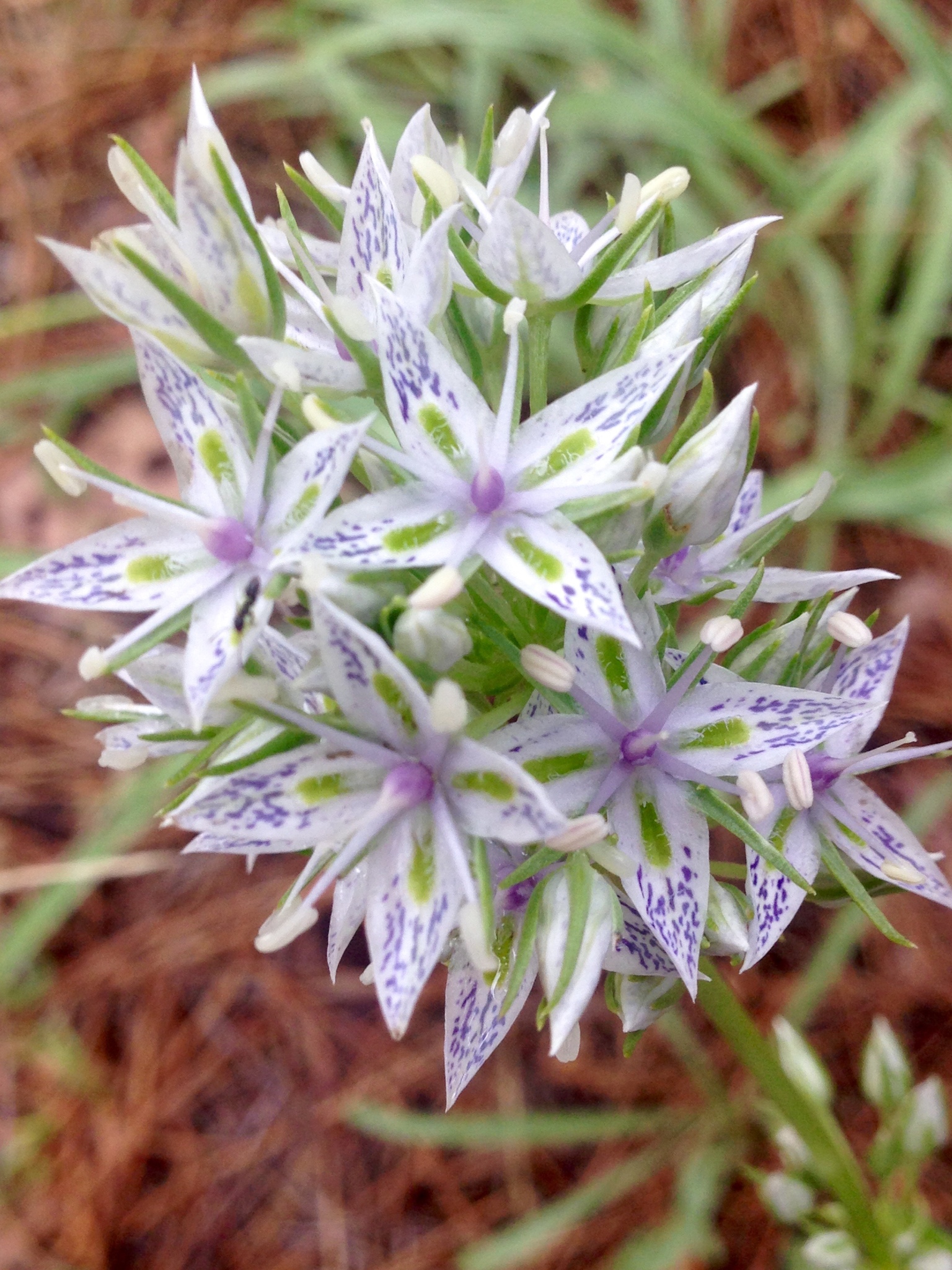 Frasera albicaulis
