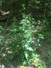 Dasistoma macrophylla