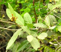 Heteropterys laurifolia