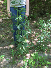 Dasistoma macrophylla