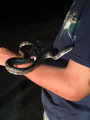 Pantherophis obsoletus