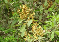 Heteropterys laurifolia